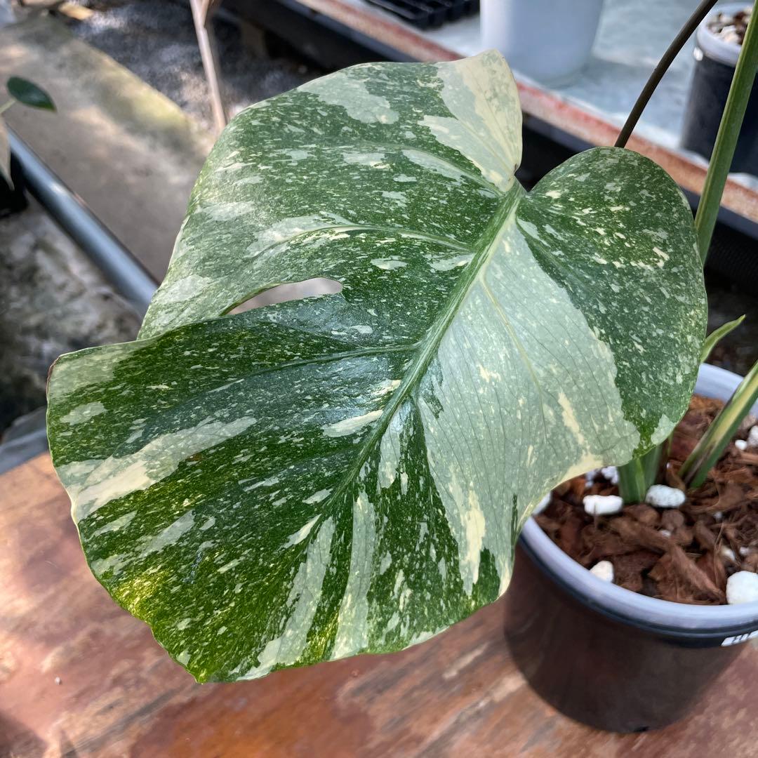 H1 モンステラ　レガシー　美斑入り株