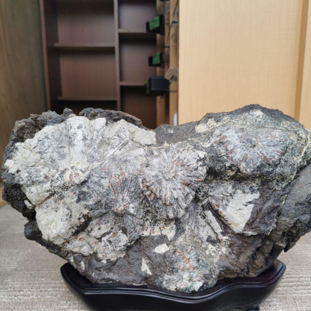 根尾谷産　菊花石　13キロ　鑑賞石　石　置物　オブジェ　インテリア　盆石　盆栽