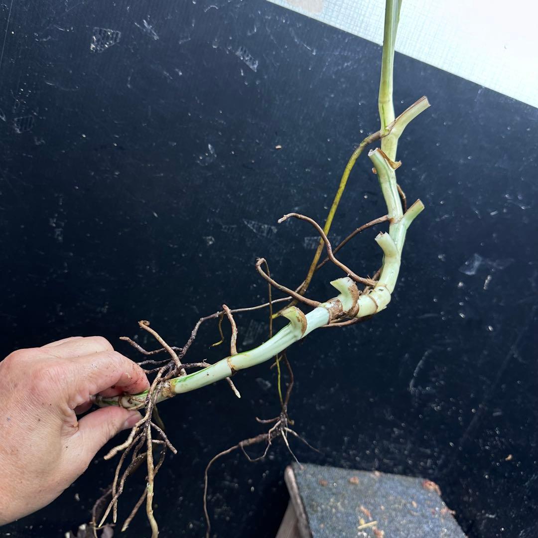 a*a様 斑入りモンステラホワイトタイガー大茎8株おまとめ