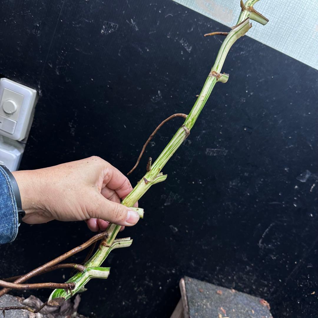 a*a様 斑入りモンステラホワイトタイガー大茎8株おまとめ