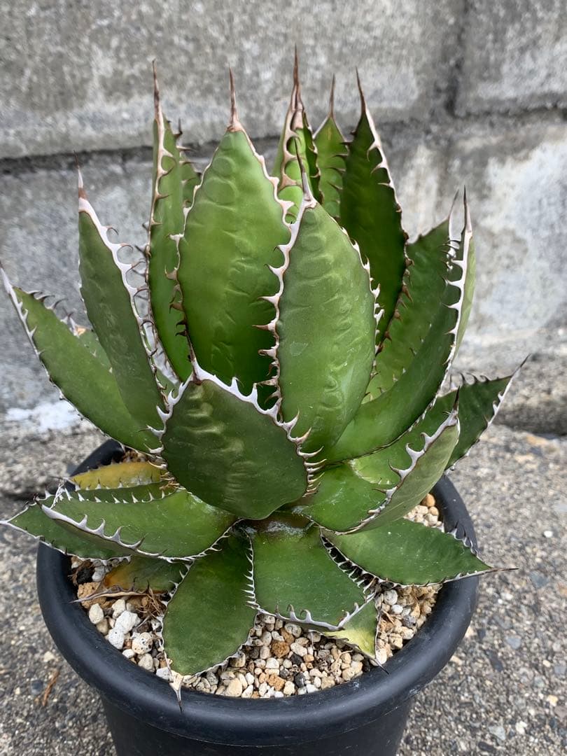 アガベ　ホリダUSA 陽炎　ロックガーデン　オアハカ　オテロイ