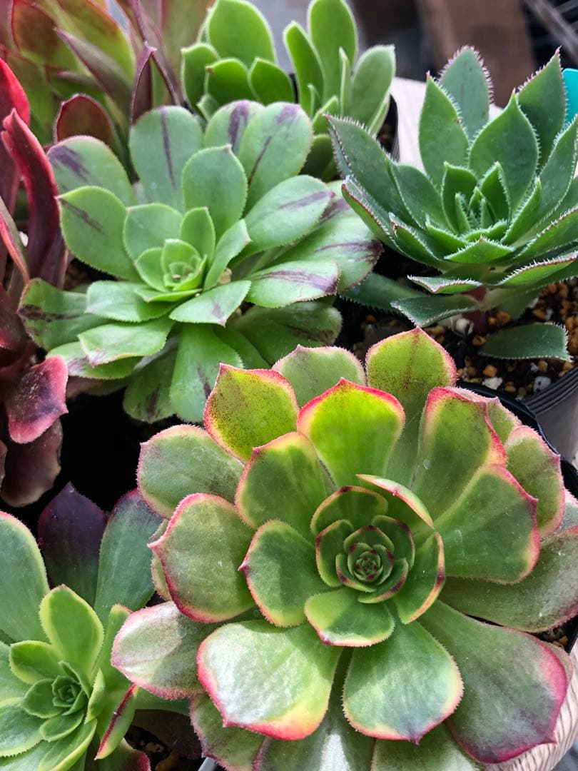 アエオニウム 10品種♡抜き苗セット③