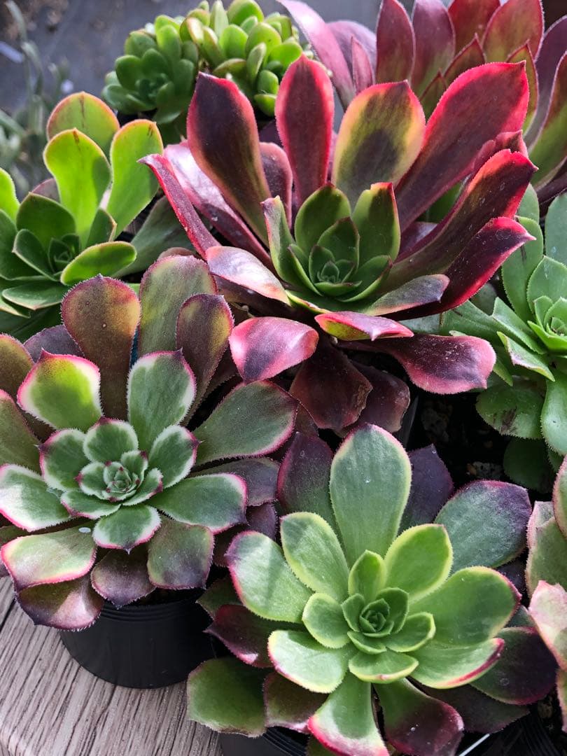 アエオニウム 10品種♡抜き苗セット③