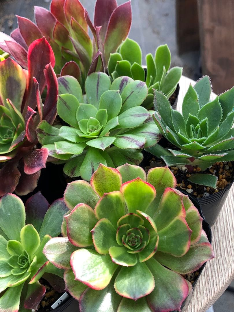 アエオニウム 10品種♡抜き苗セット③