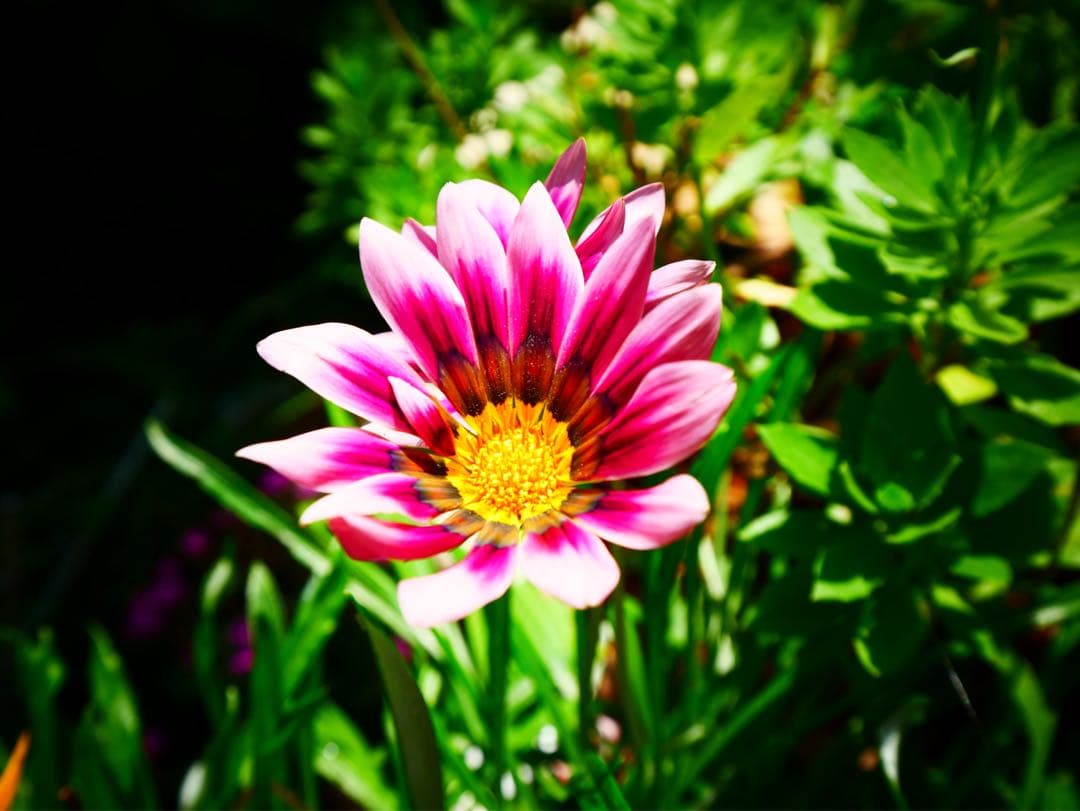 美品LEICA DG VARIO-ELMARIT 8-18mm/F2.8-4.0