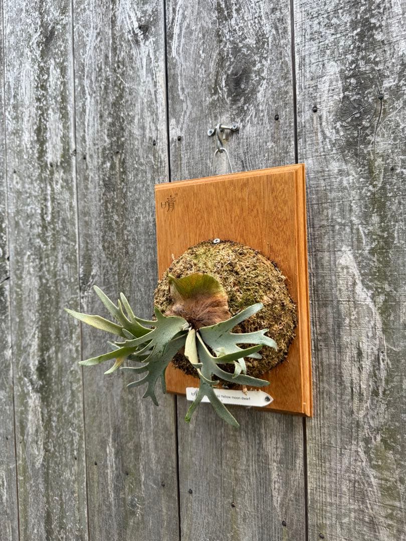 P.willinckii Yellow moon dwarf ビカクシダ