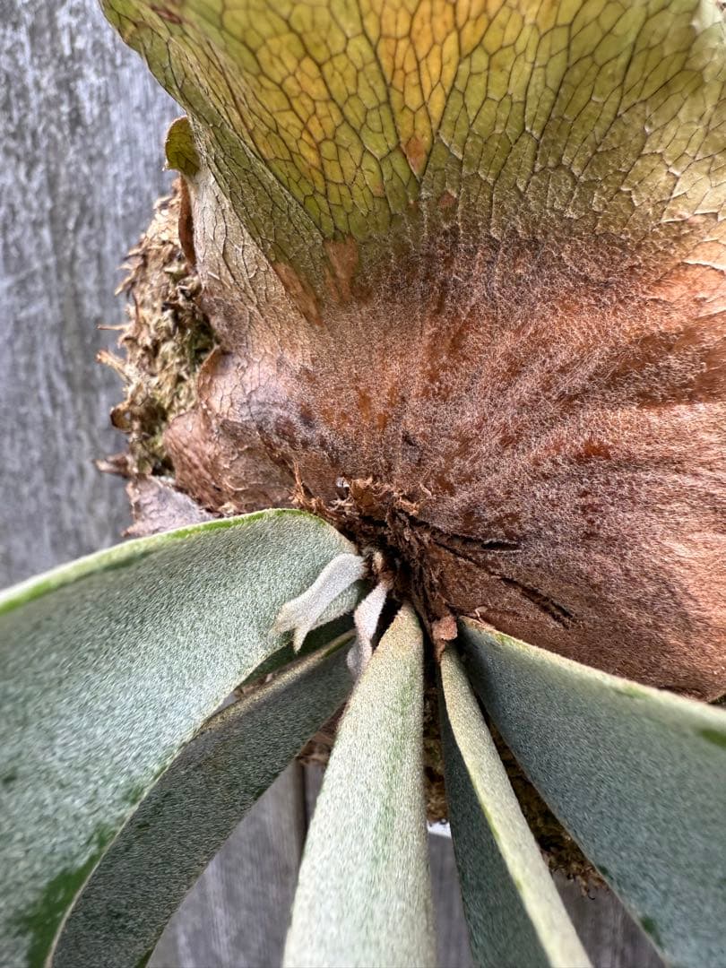 P.willinckii Yellow moon dwarf ビカクシダ