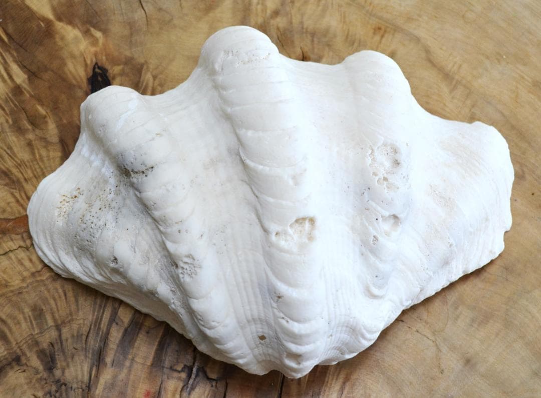 大きめのシャコ貝　シャコガイ　30×21×14cm 3.6kg 八重山