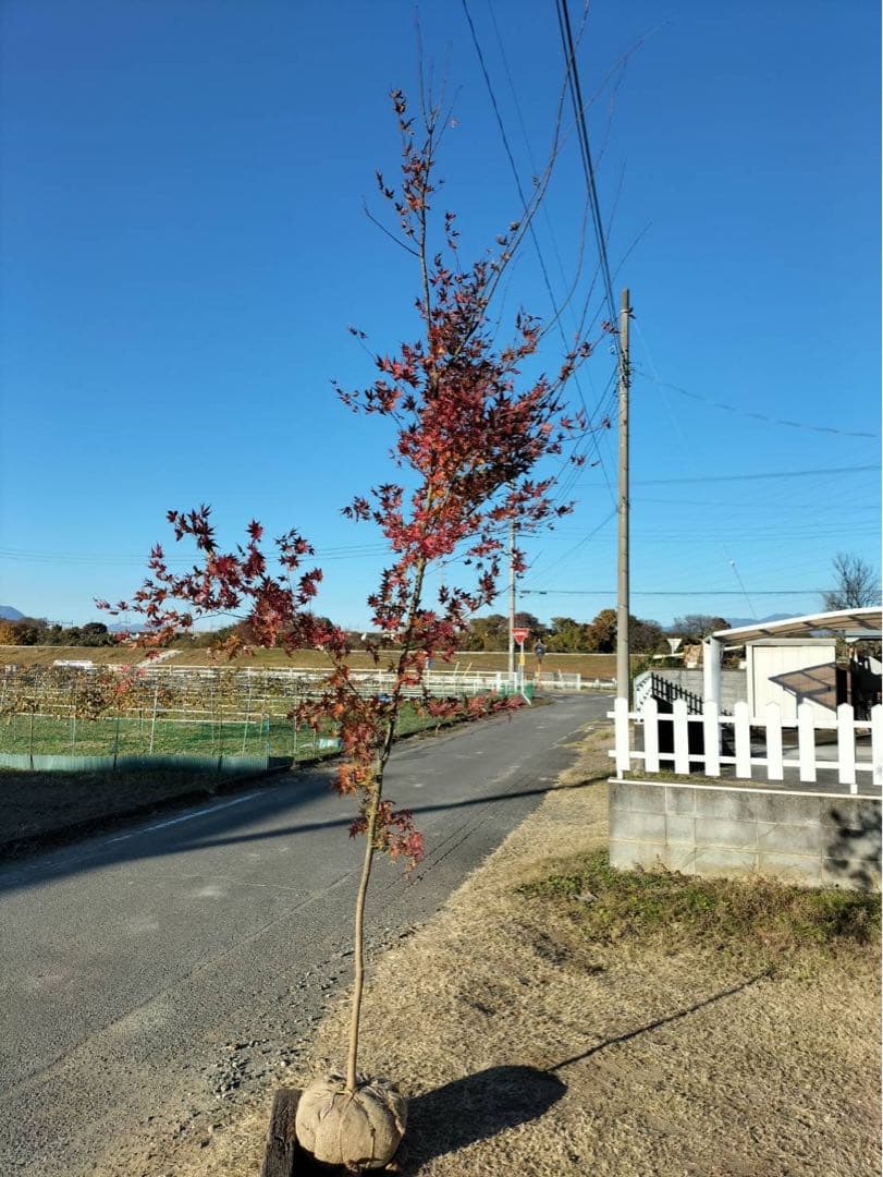 イロハモミジ 単木