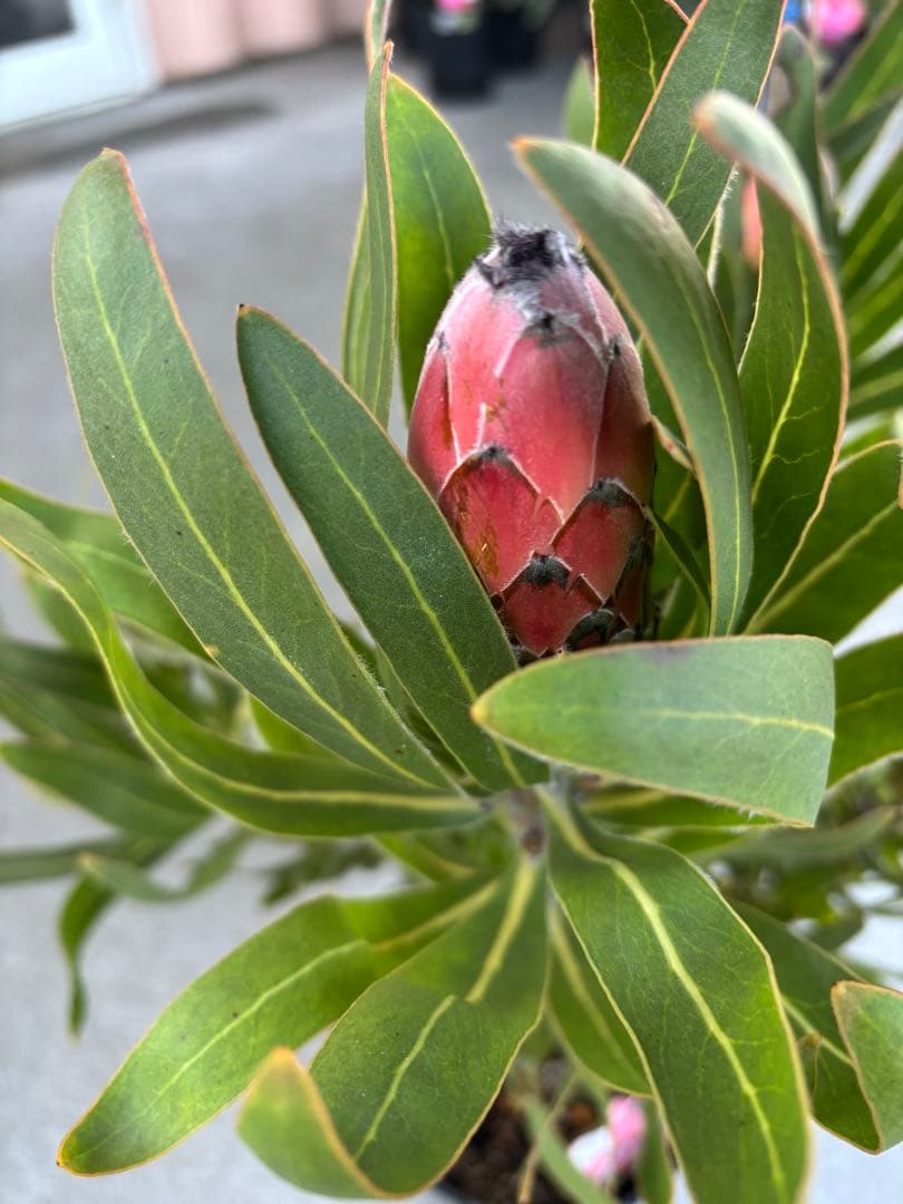 プロテア　オーストラリスルビー