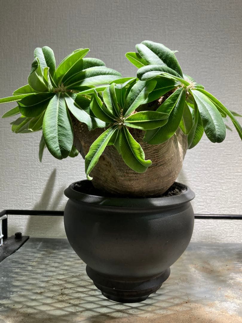 パキポディウム ・マカイエンセ　現地球　扁平　赤肌　プラ鉢　検）黒王丸　パキプス