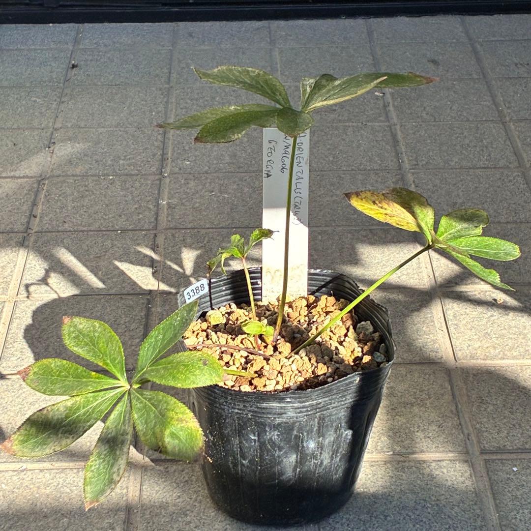 も*子様 ☘️限定1株☘️直筆タグ付☘️蕾付☘️大株☘️3388⭐️WM原生地採