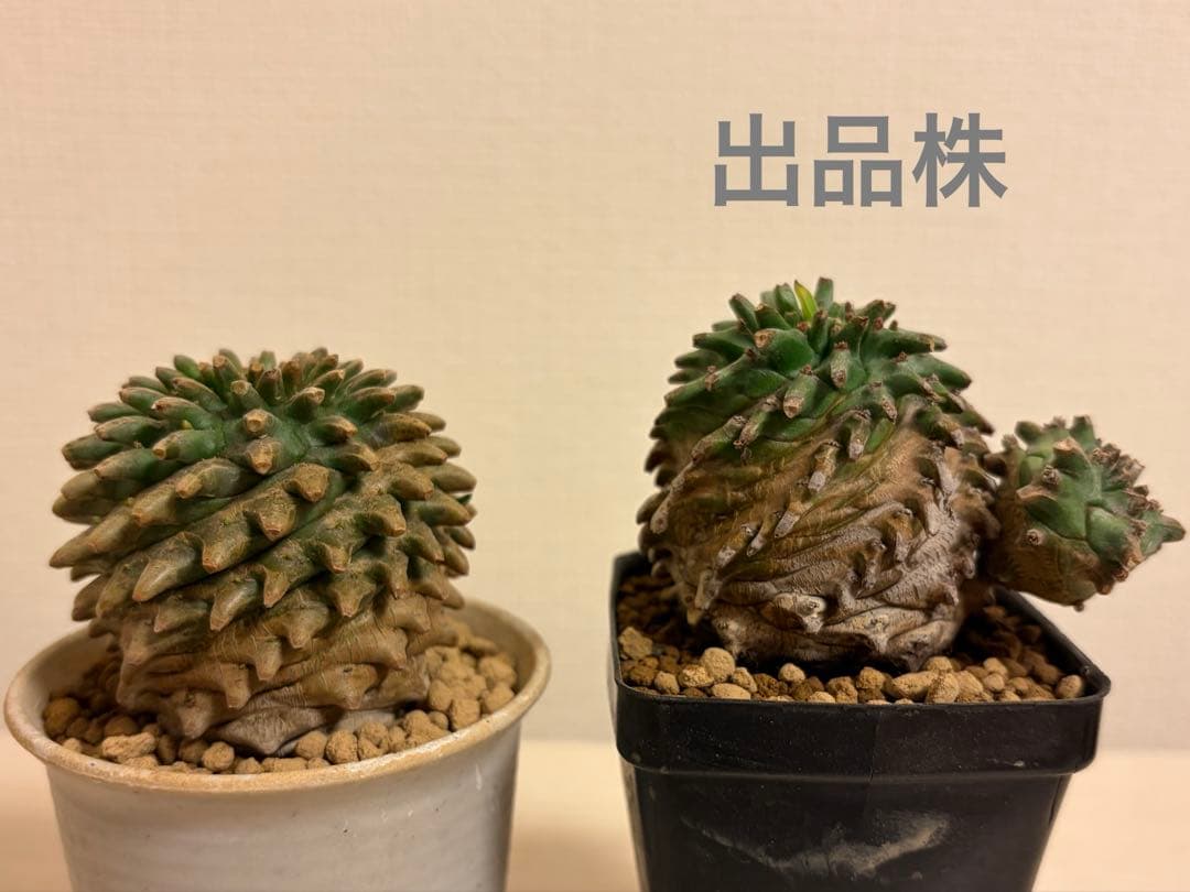 ユーフォルビア オベサ×鉄甲丸 オベサ鉄甲 オベ鉄 子株付き