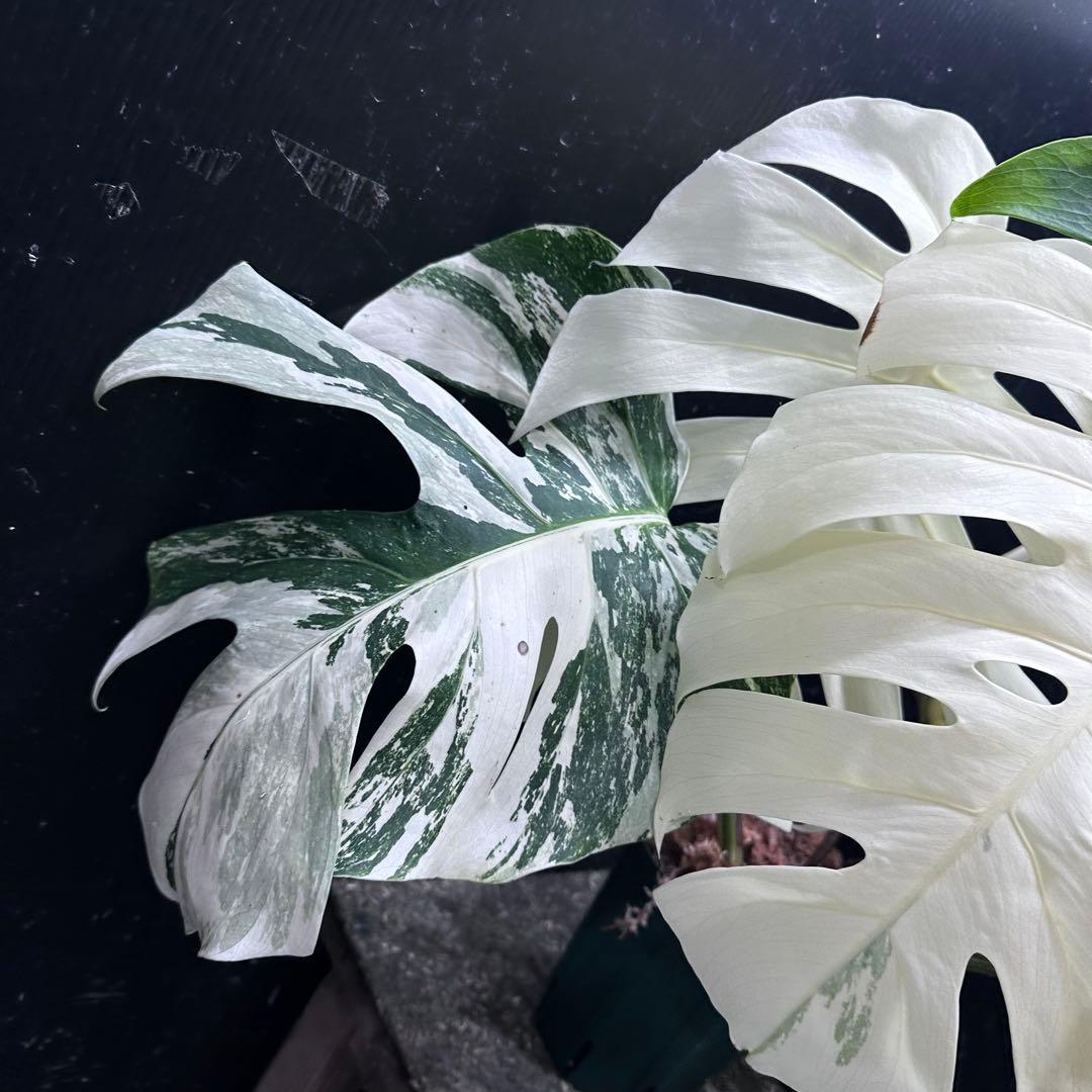 n*゜様 斑入りモンステラ ホワイトタイガー極美大株63cm白斑多