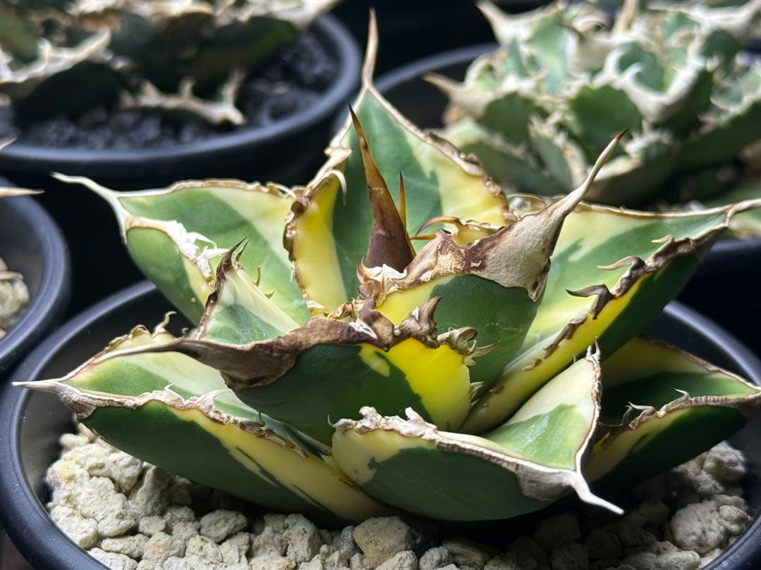 アガベ オテロイ　緑幽霊錦