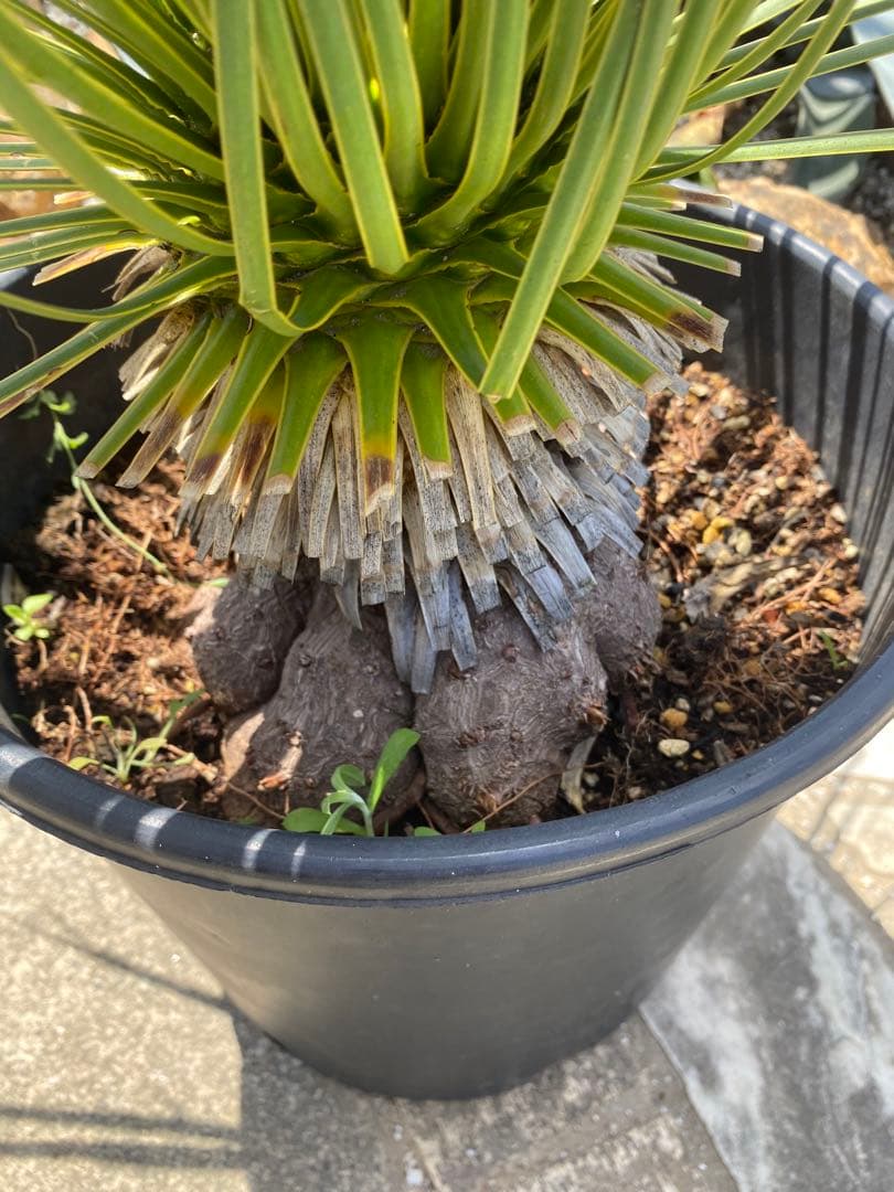 ユッカ　ロストラータ　鉢つき