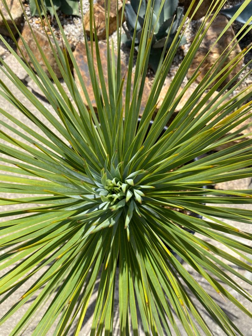 ユッカ　ロストラータ　鉢つき