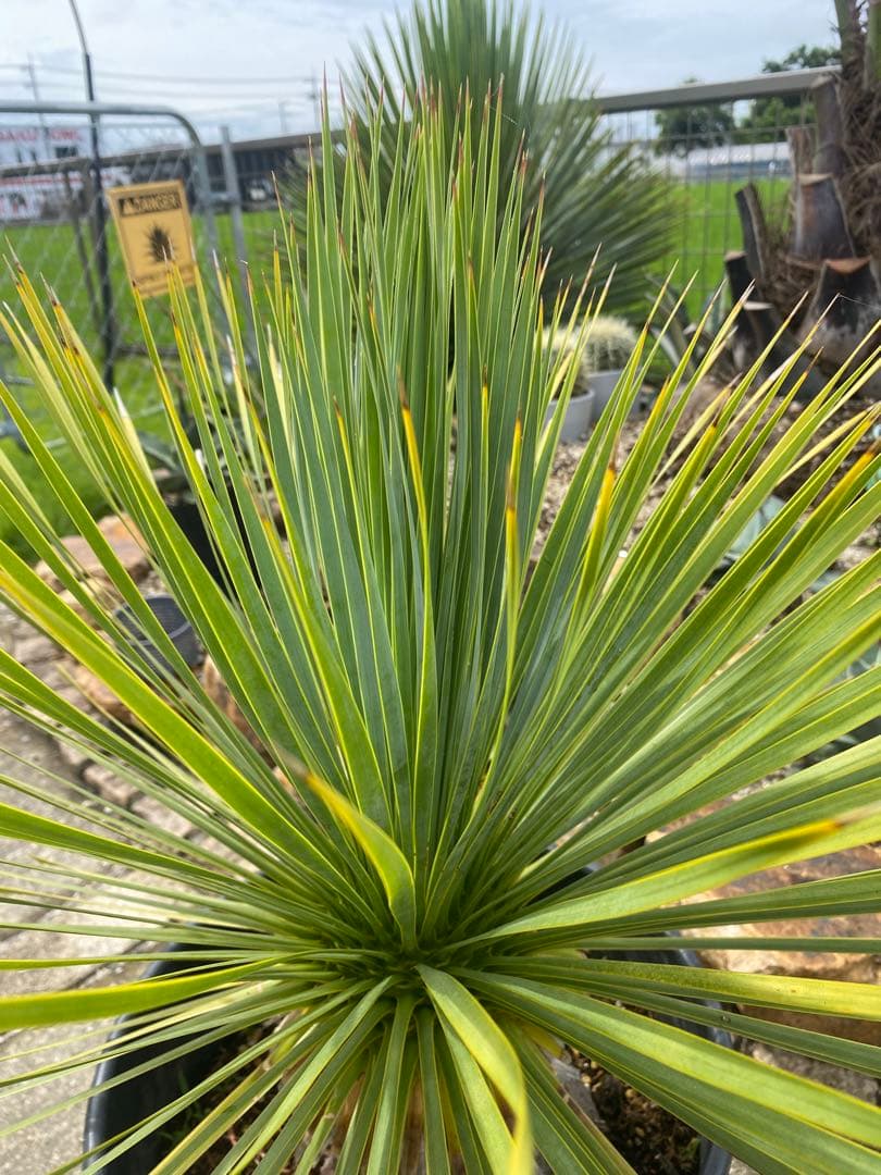 ユッカ　ロストラータ　鉢つき