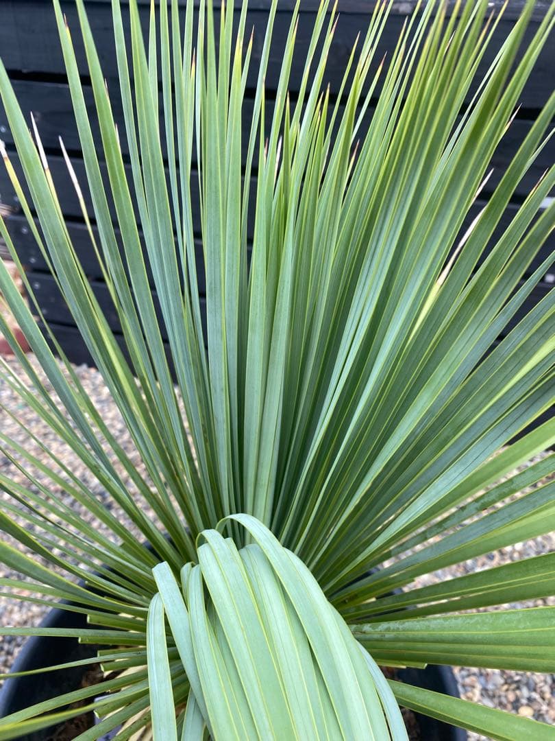 ユッカ　ロストラータ　鉢つき