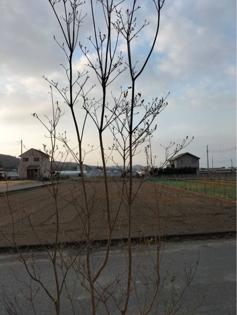 山採り ヤマツツジ