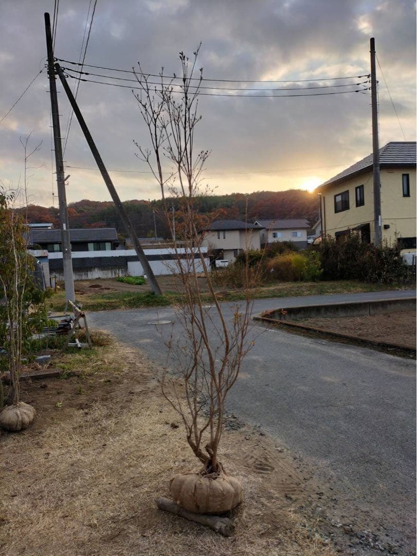 山採り ヤマツツジ