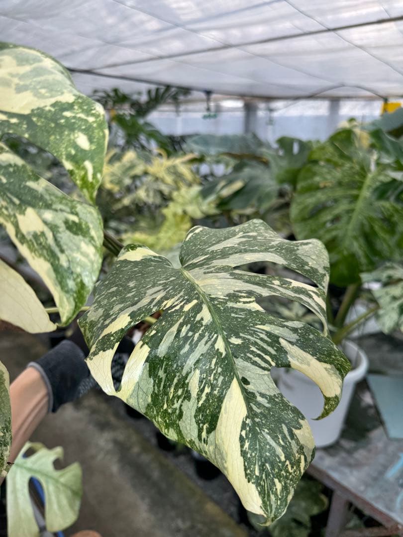 X1モンステラ　クリームブリュレ　成長点カット苗