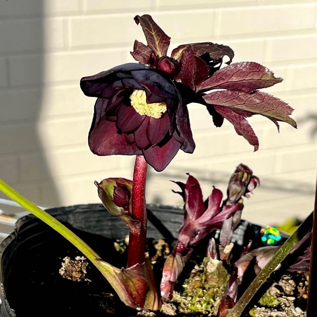 M*O様 ❤️根充実❤️沢山しっかり新芽元気株❤️3232⭐️小輪⭐️赤黒アンテ