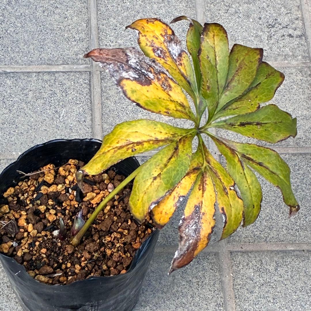 M*O様 ❤️根充実❤️沢山しっかり新芽元気株❤️3232⭐️小輪⭐️赤黒アンテ