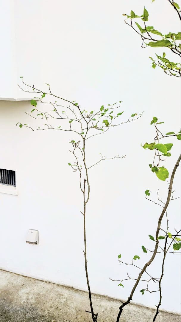 非凡。山採りアオハダ。