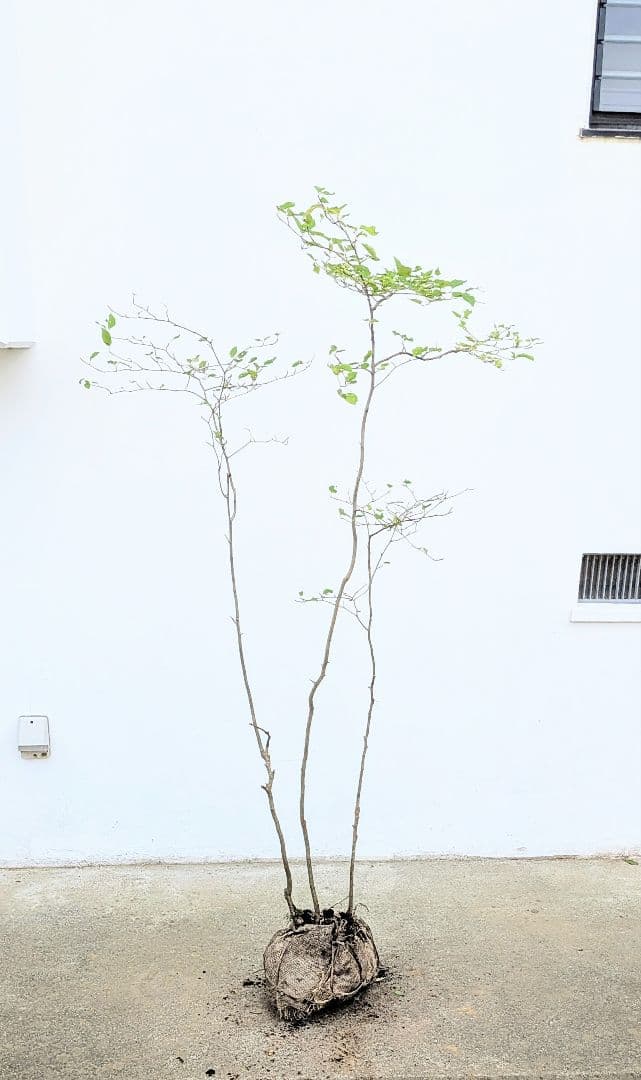 非凡。山採りアオハダ。