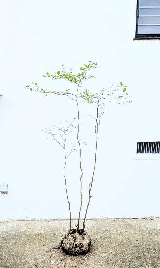 非凡。山採りアオハダ。