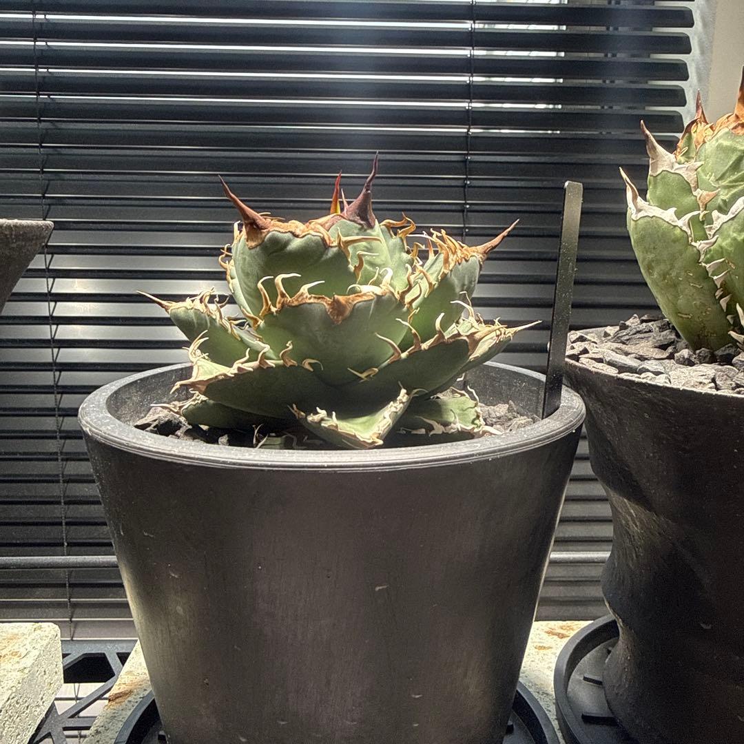 アガベ　シャークソウイ　shark soui 親株