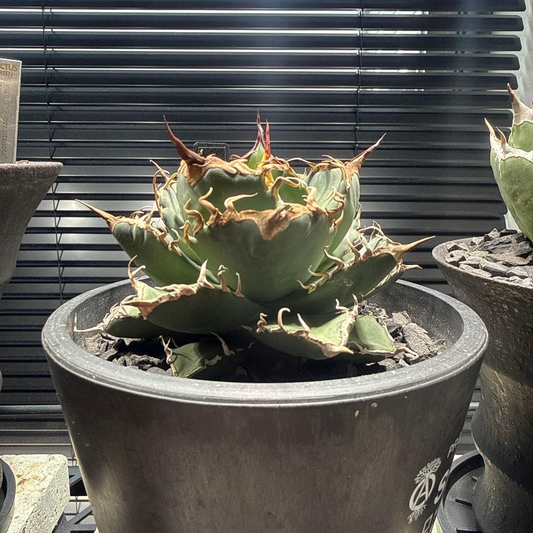 アガベ　シャークソウイ　shark soui 親株