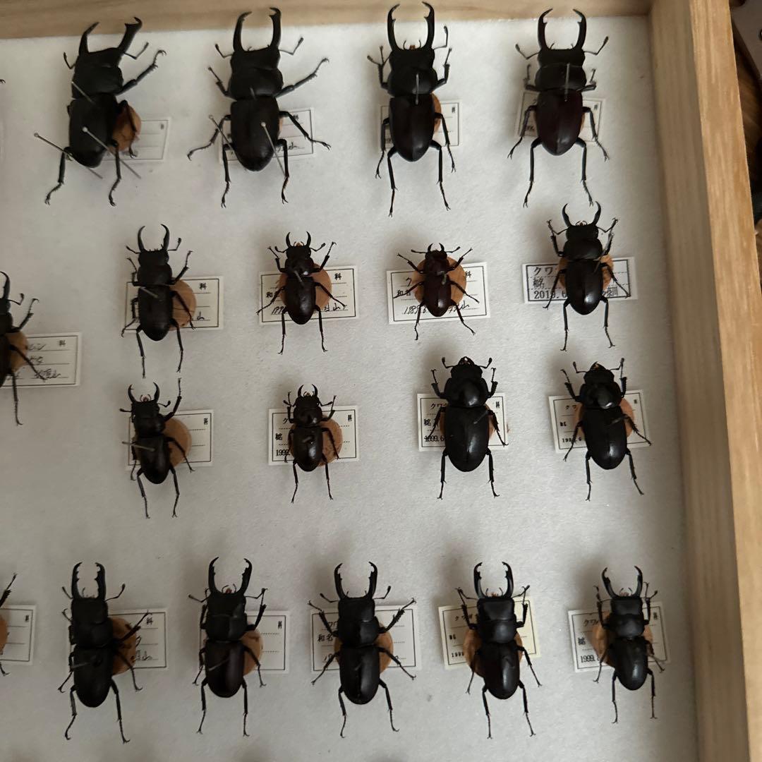 コクワガタ　スジクワガタ　ネブトクワガタ標本