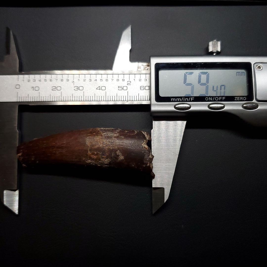 スピノサウルス 本物 モロッコ産 59.40mm sp475