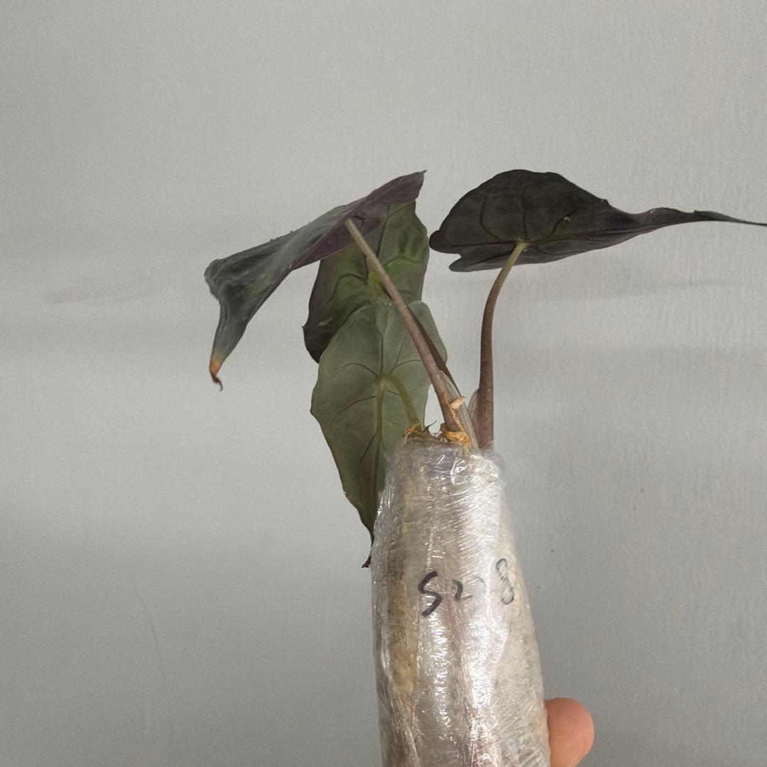 アロカシア ヴェノム Alocasia 'Venom' 管理番号s228