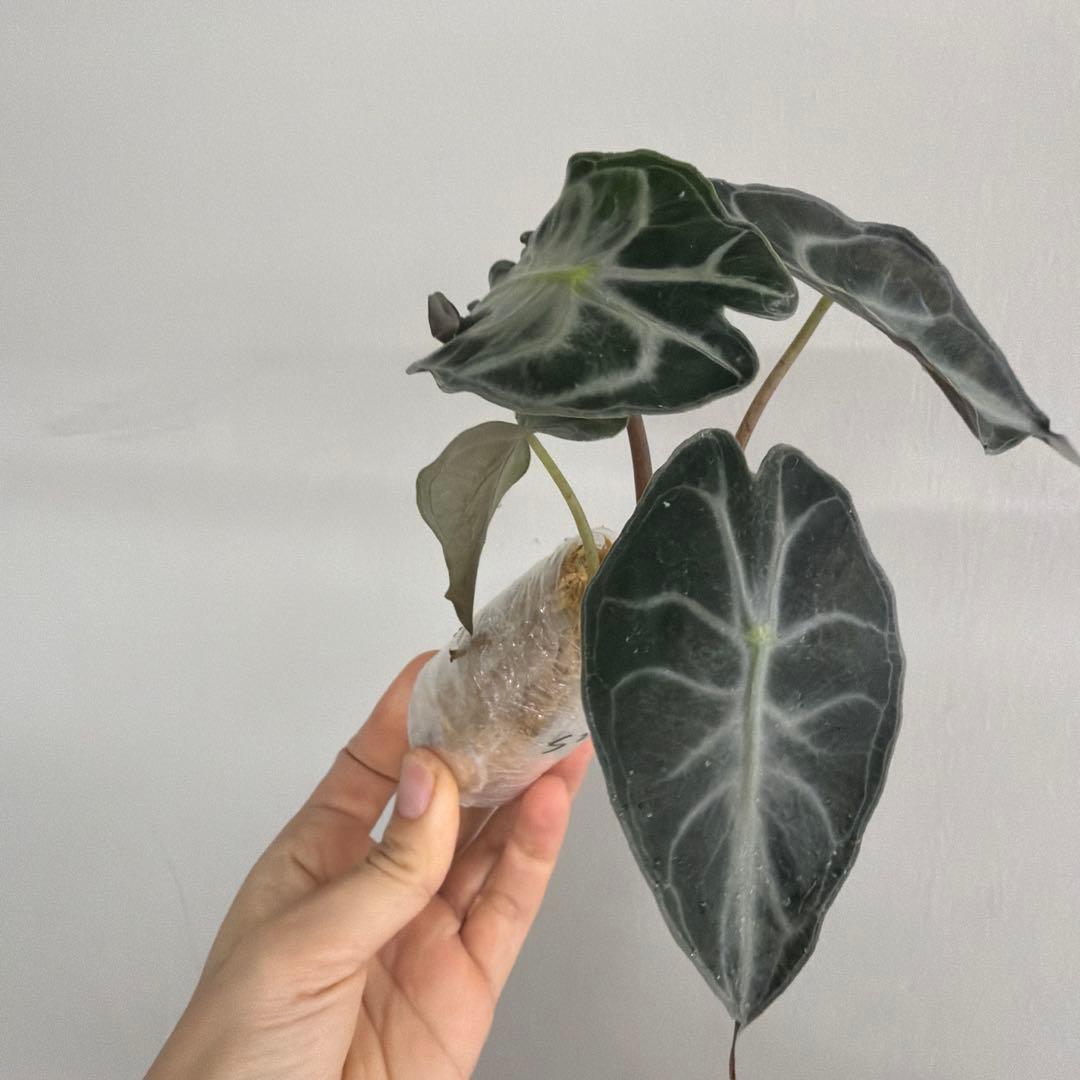 アロカシア ヴェノム Alocasia 'Venom' 管理番号s228