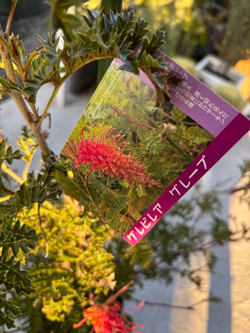 グレープグレビレア　希少　大株