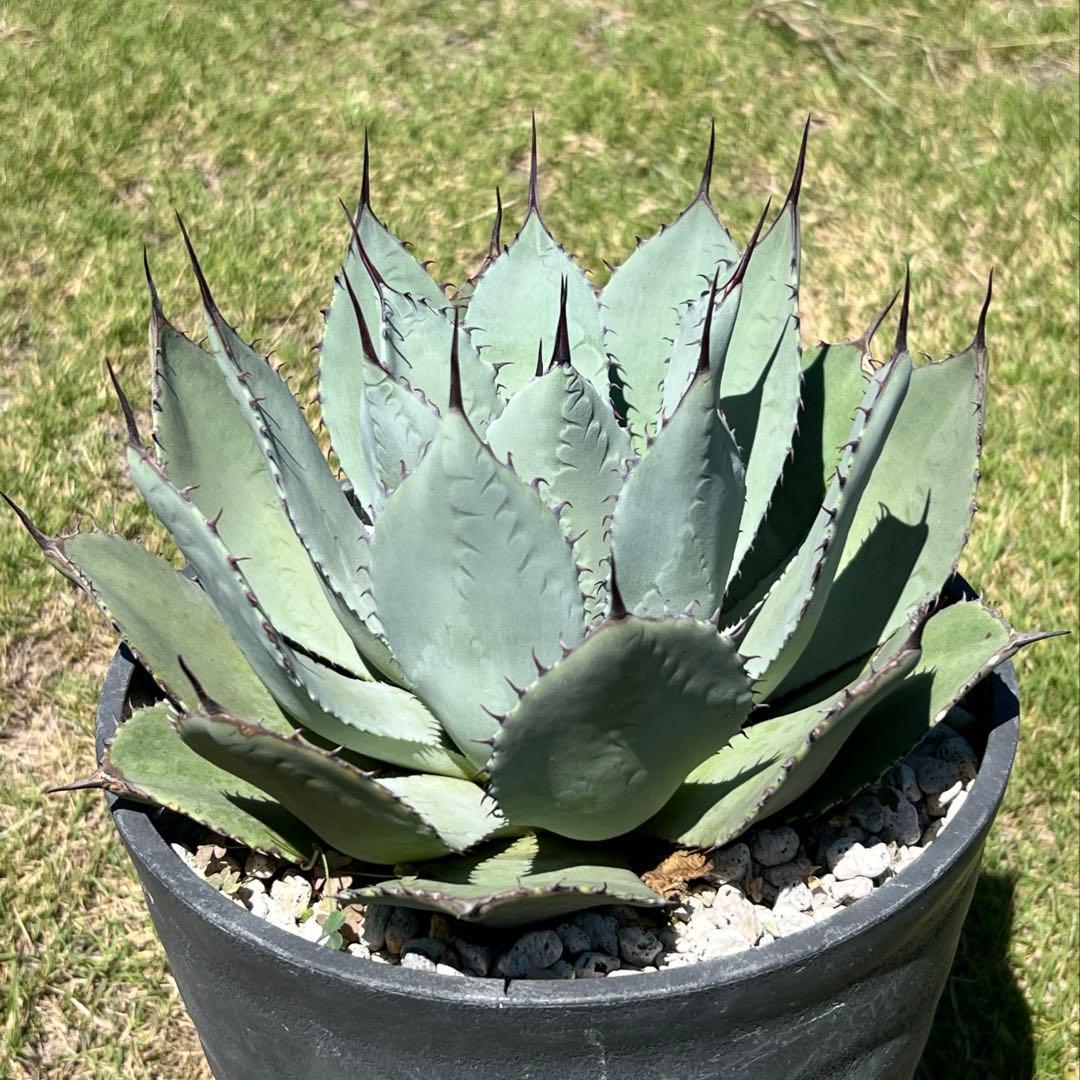 アガベ　パリー 吉祥天(姫吉祥天) 極上