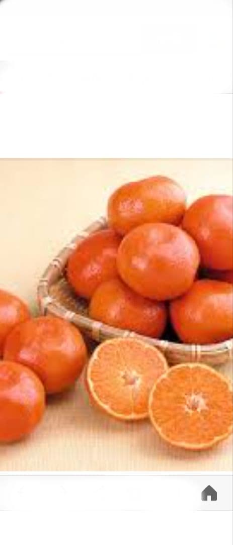 nicoページ！「みはや３年生」と「せとか３年生」苗木２本セット販売品！