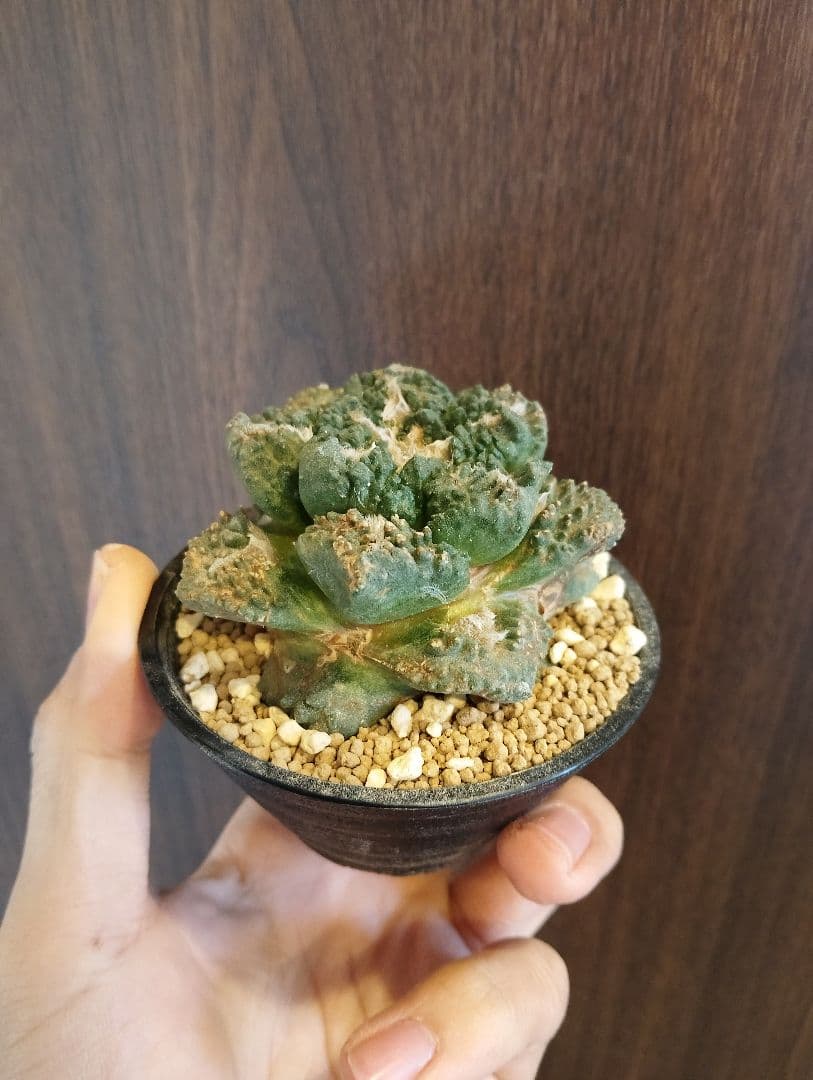 \"特選株\" 亀甲牡丹 ゴジラ