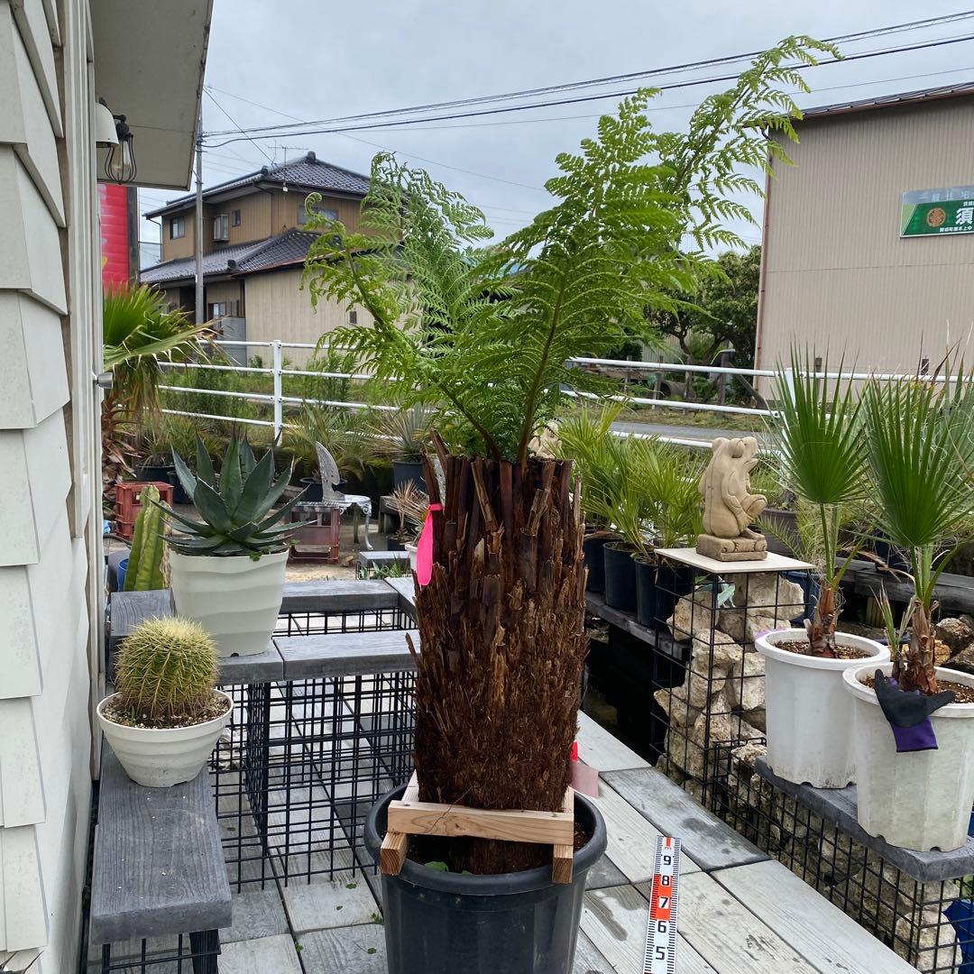 ディクソニア　アルタルクティカ ドライガーデン　シンボルツリー　アガベ　ユッカ