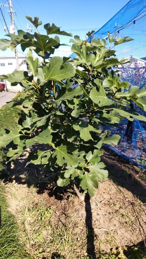 イチジク ブラックマデイラ 2年生8号鉢植えと穂木4本　 №2