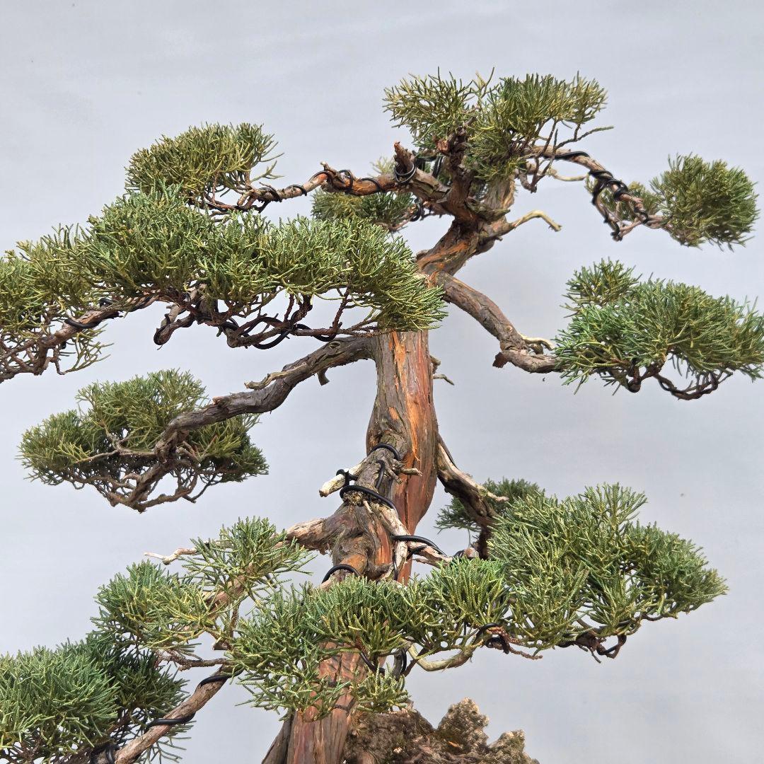 真柏　[石付き模様木]　大品盆栽