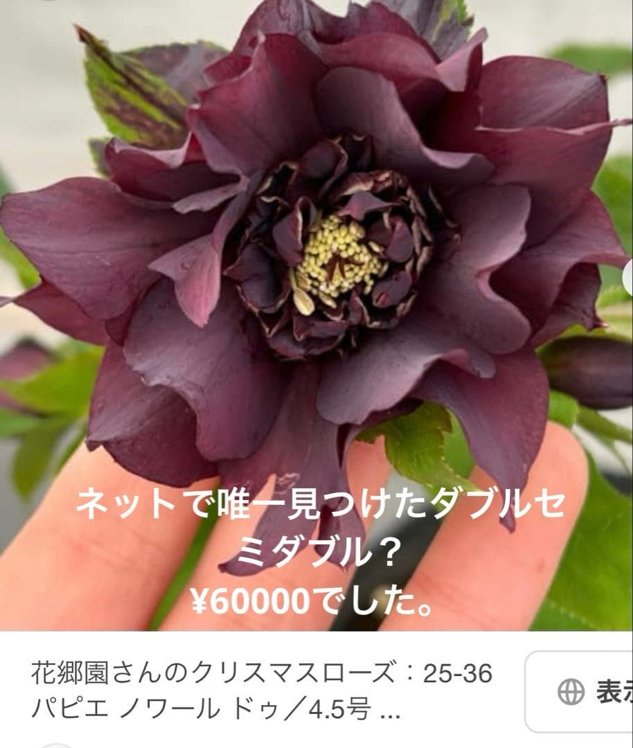 m*み様 クリスマスローズ　株分け苗　パピエ　ノワールドゥ　花郷園