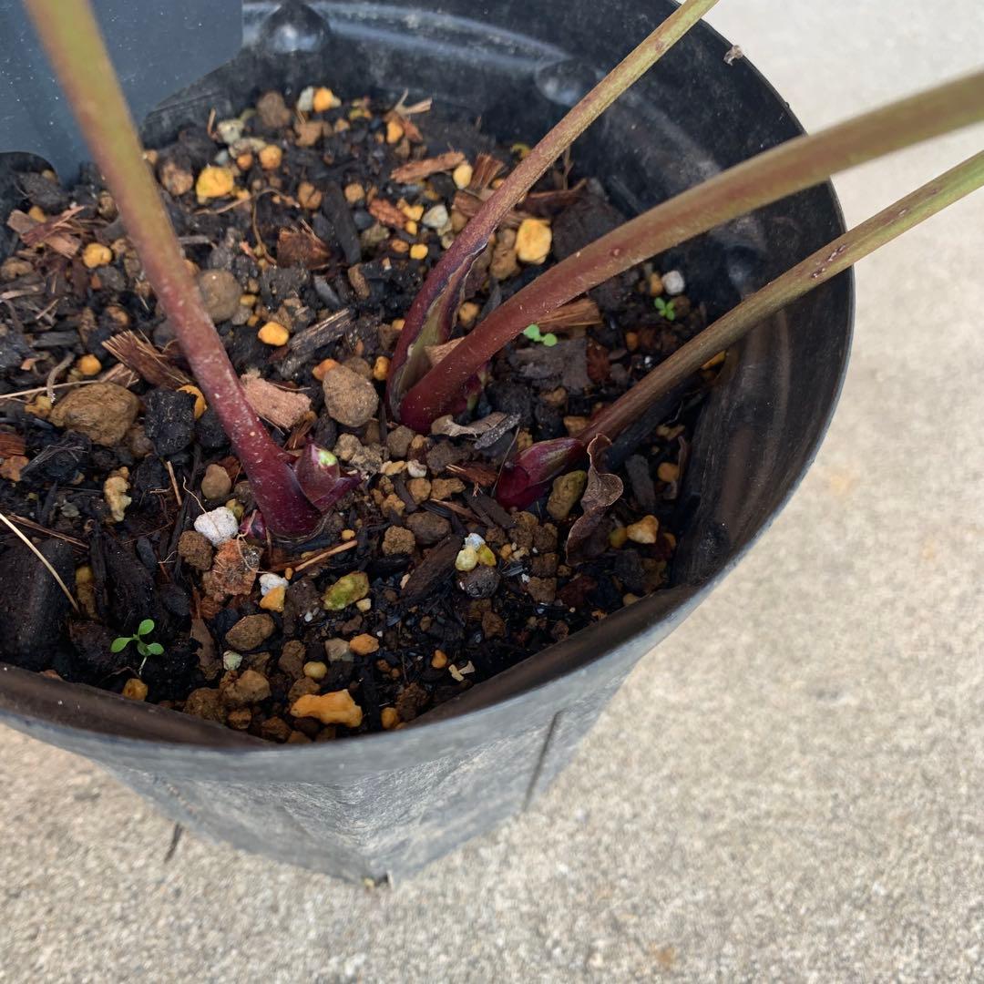 m*み様 クリスマスローズ　株分け苗　パピエ　ノワールドゥ　花郷園