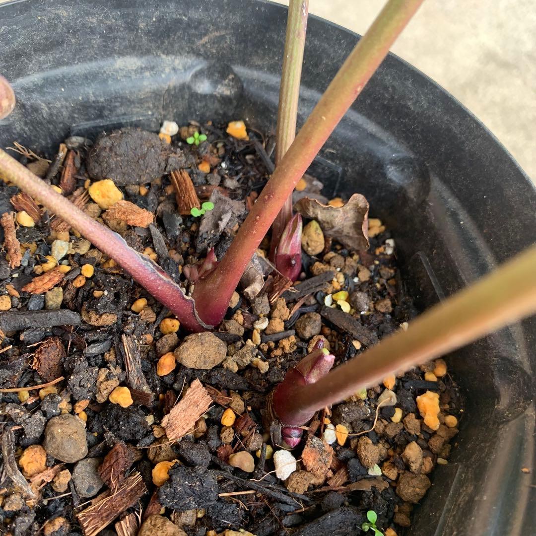 m*み様 クリスマスローズ　株分け苗　パピエ　ノワールドゥ　花郷園