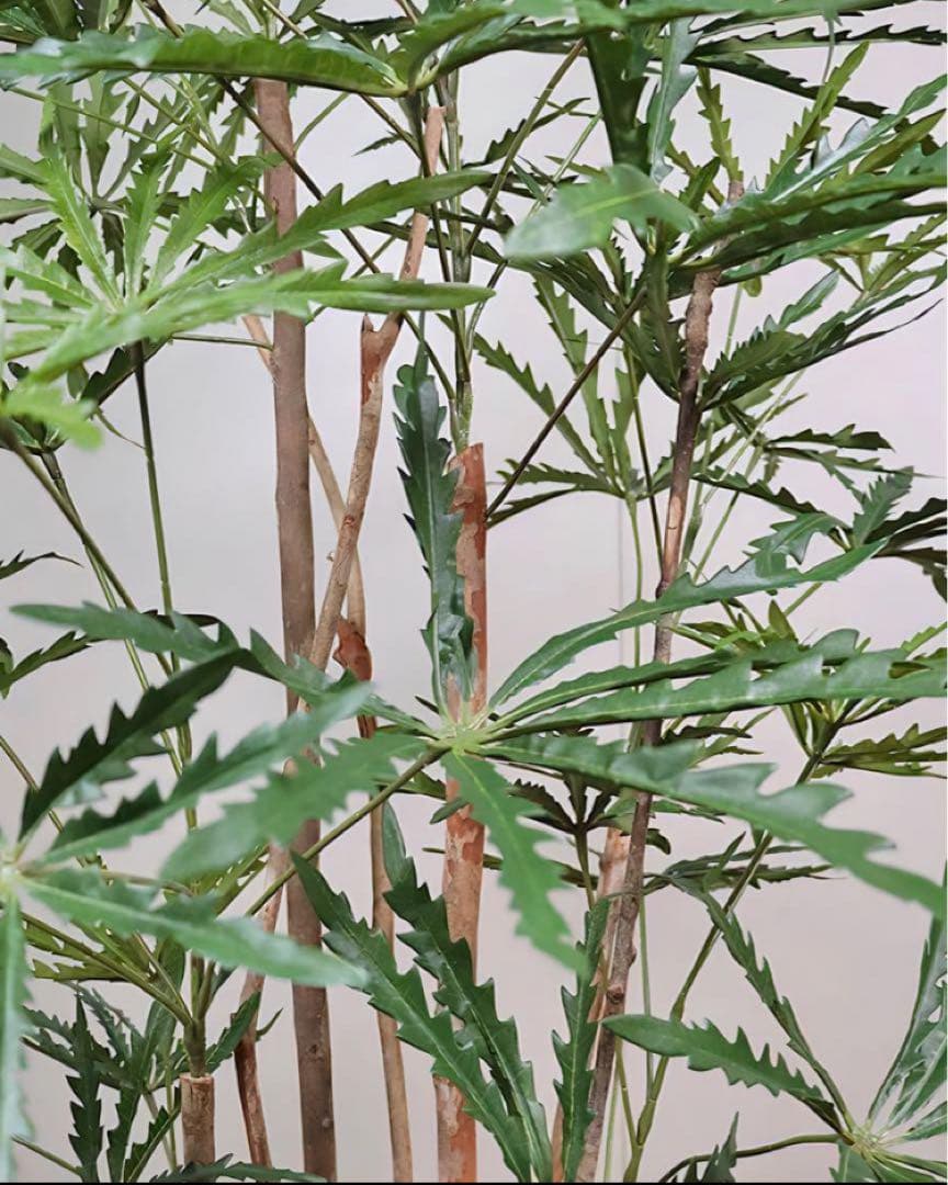 光触媒　人工観葉植物　ウォールグリーン　フェイクグリーン　アラレアgtj