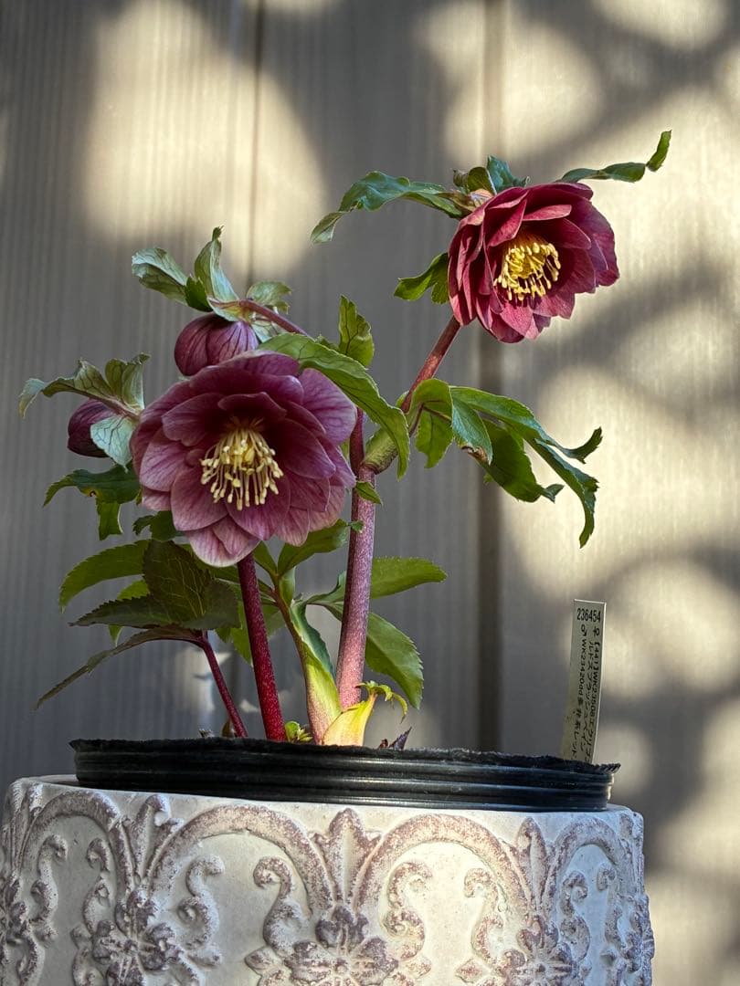 ♡加藤農園♡エクリプス交配　赤軸美花