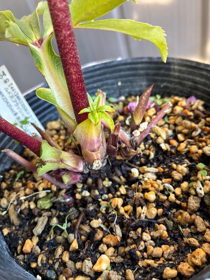 ♡加藤農園♡エクリプス交配　赤軸美花